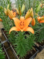 [5117 Esprit DJ No01.JPG]